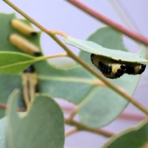 Paropsis atomaria at Felltimber Creek NCR - 21 Mar 2021