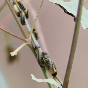 Paropsis atomaria at Felltimber Creek NCR - 21 Mar 2021