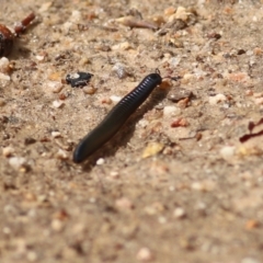 Ommatoiulus moreleti (Portuguese Millipede) at Felltimber Creek NCR - 21 Mar 2021 by KylieWaldon