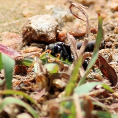 Pepsinae (Subfamily) (Mud-nesting Spider Wasps, Tarantula-hawk Wasps & Allies) at West Wodonga, VIC - 21 Mar 2021 by KylieWaldon