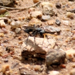 Pepsinae (Subfamily) at suppressed - 21 Mar 2021 01:05 PM