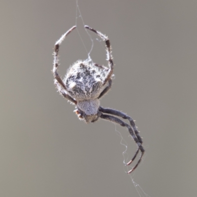 Socca pustulosa (Knobbled Orbweaver) at Hawker, ACT - 15 Mar 2021 by AlisonMilton