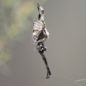 Socca pustulosa at Hawker, ACT - 15 Mar 2021 01:17 PM