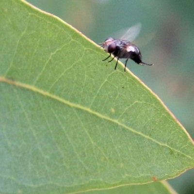 Unidentified True fly (Diptera) at Felltimber Creek NCR - 21 Mar 2021 by Kyliegw