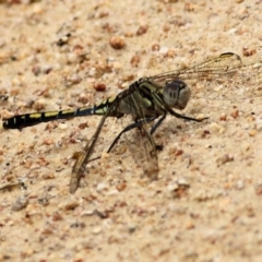 Orthetrum caledonicum (Blue Skimmer) at West Wodonga, VIC - 21 Mar 2021 by Kyliegw
