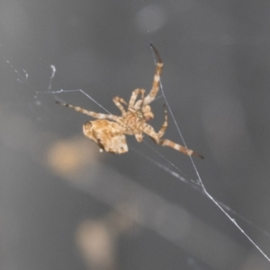 Philoponella congregabilis at Higgins, ACT - 30 Jan 2021 10:29 AM