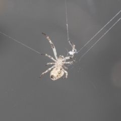 Philoponella congregabilis at Higgins, ACT - 30 Jan 2021 10:29 AM