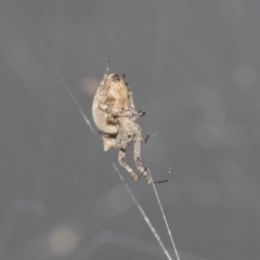 Philoponella congregabilis at Higgins, ACT - 30 Jan 2021 10:29 AM