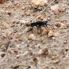 Turneromyia sp. (genus) (Zebra spider wasp) at Wodonga - 21 Mar 2021 by Kyliegw