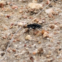 Turneromyia sp. (genus) at West Wodonga, VIC - 21 Mar 2021