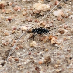 Turneromyia sp. (genus) at West Wodonga, VIC - 21 Mar 2021 01:25 PM