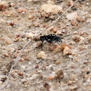 Turneromyia sp. (genus) at West Wodonga, VIC - 21 Mar 2021