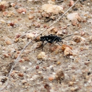 Turneromyia sp. (genus) at West Wodonga, VIC - 21 Mar 2021 01:25 PM