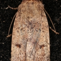 Proteuxoa (genus) (A Noctuid moth) at Melba, ACT - 11 Mar 2021 by kasiaaus