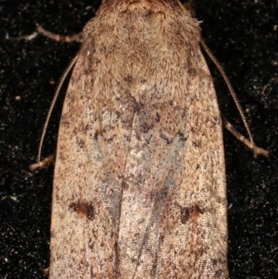 Proteuxoa (genus) (A Noctuid moth) at Melba, ACT - 11 Mar 2021 by kasiaaus