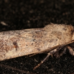 Proteuxoa (genus) at Melba, ACT - 11 Mar 2021 10:29 PM