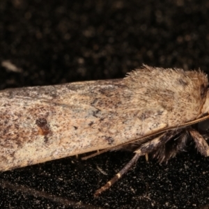 Proteuxoa (genus) at Melba, ACT - 11 Mar 2021