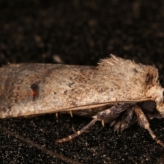 Proteuxoa (genus) at Melba, ACT - 11 Mar 2021