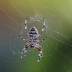 Hortophora transmarina (Garden Orb Weaver) at Higgins, ACT - 11 Jan 2021 by AlisonMilton