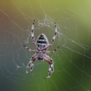 Hortophora transmarina at Higgins, ACT - 12 Jan 2021 06:50 AM