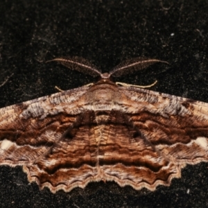 Scioglyptis lyciaria at Melba, ACT - 11 Mar 2021 10:29 PM