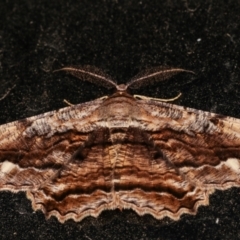 Scioglyptis lyciaria (White-patch Bark Moth) at Melba, ACT - 11 Mar 2021 by kasiaaus