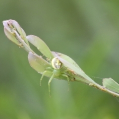 Lehtinelagia sp. (genus) (Flower Spider or Crab Spider) at Higgins, ACT - 11 Jan 2021 by AlisonMilton