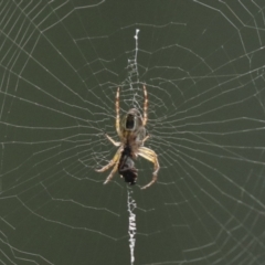 Plebs eburnus (Eastern bush orb-weaver) at Higgins, ACT - 11 Jan 2021 by AlisonMilton