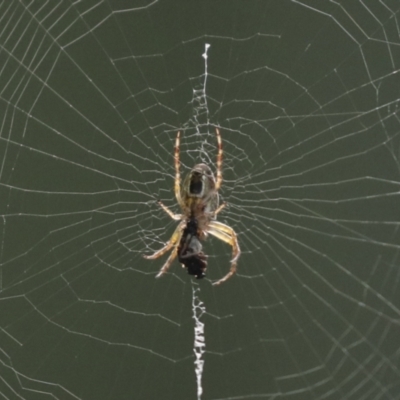 Plebs eburnus (Eastern bush orb-weaver) at Higgins, ACT - 11 Jan 2021 by AlisonMilton