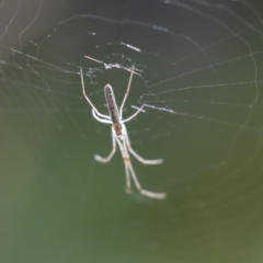 Tetragnatha demissa (Crouching Long-jawed Spider) at Higgins, ACT - 12 Jan 2021 by AlisonMilton