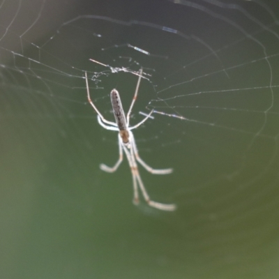Tetragnatha demissa (Crouching Long-jawed Spider) at Higgins, ACT - 12 Jan 2021 by AlisonMilton