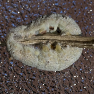 Pararguda nasuta (Wattle Snout Moth) at Higgins, ACT - 19 Mar 2021 by AlisonMilton