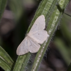 Scopula (genus) (A wave moth (Sterrhinae)) at Hawker, ACT - 15 Mar 2021 by AlisonMilton