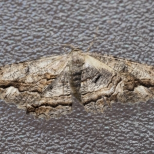 Scioglyptis lyciaria at Higgins, ACT - 18 Mar 2021