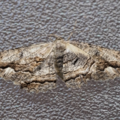 Scioglyptis lyciaria (White-patch Bark Moth) at Higgins, ACT - 17 Mar 2021 by AlisonMilton
