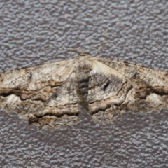 Scioglyptis lyciaria (White-patch Bark Moth) at Higgins, ACT - 17 Mar 2021 by AlisonMilton