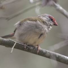 Neochmia temporalis (Red-browed Finch) at Acton, ACT - 16 Mar 2021 by AlisonMilton