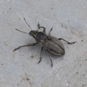 Naupactus leucoloma at Acton, ACT - 16 Mar 2021