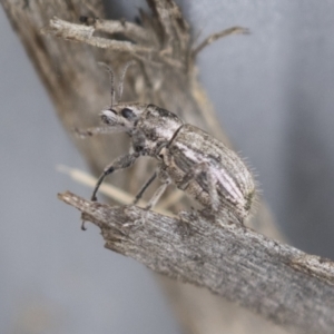 Naupactus leucoloma at Acton, ACT - 16 Mar 2021