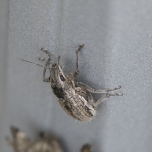 Naupactus leucoloma at Acton, ACT - 16 Mar 2021