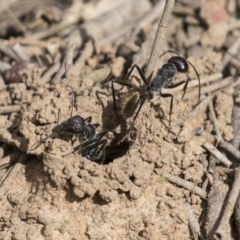 Camponotus suffusus (Golden-tailed sugar ant) at Acton, ACT - 16 Mar 2021 by AlisonMilton