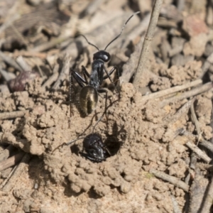 Camponotus aeneopilosus at Acton, ACT - 16 Mar 2021