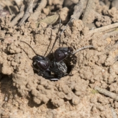Camponotus aeneopilosus at Acton, ACT - 16 Mar 2021