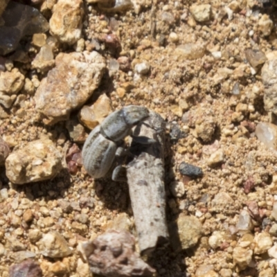 Naupactus leucoloma (White-fringed weevil) at Hawker, ACT - 15 Mar 2021 by AlisonMilton