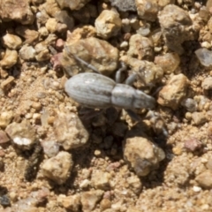 Naupactus leucoloma at Hawker, ACT - 15 Mar 2021