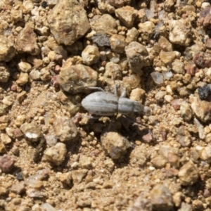 Naupactus leucoloma at Hawker, ACT - 15 Mar 2021