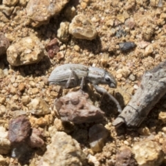 Naupactus leucoloma at Hawker, ACT - 15 Mar 2021