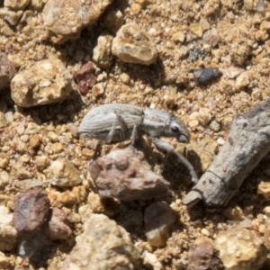 Naupactus leucoloma at Hawker, ACT - 15 Mar 2021