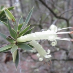 Styphelia triflora (Five-corners) at Molonglo Gorge - 21 Mar 2021 by RobParnell