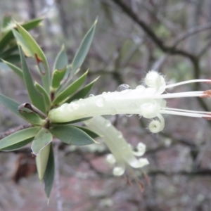 Styphelia triflora at Kowen, ACT - 21 Mar 2021